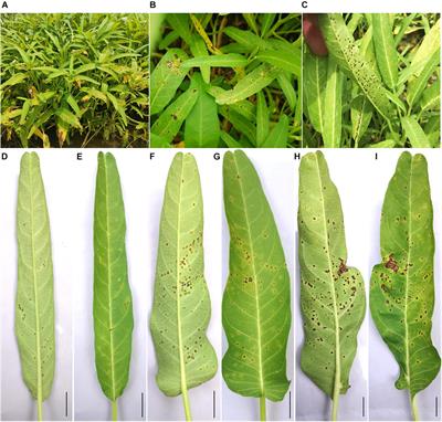 Microbial Diversity Analysis and Genome Sequencing Identify Xanthomonas perforans as the Pathogen of Bacterial Leaf Canker of Water Spinach (Ipomoea aquatic)